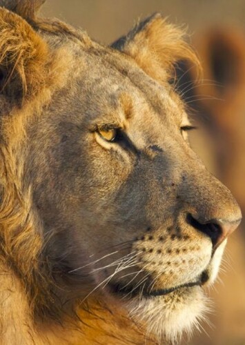 Lion