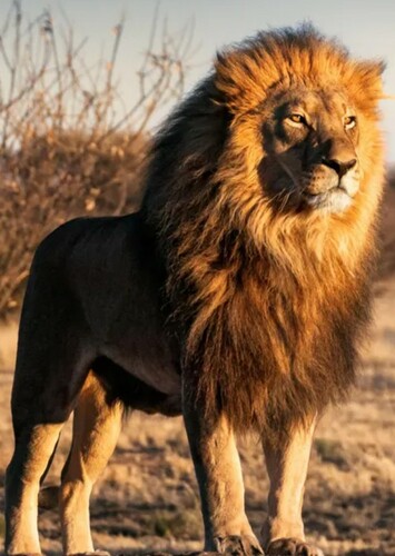 Lion