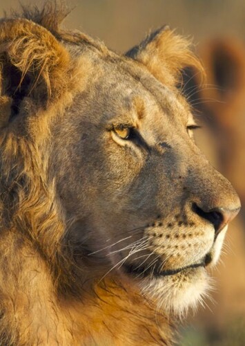 Lion