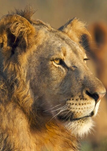 Lion