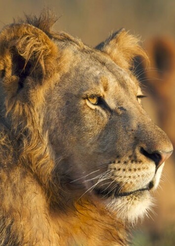 Lion