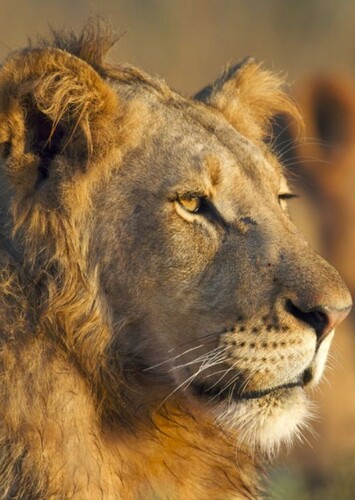 Lion