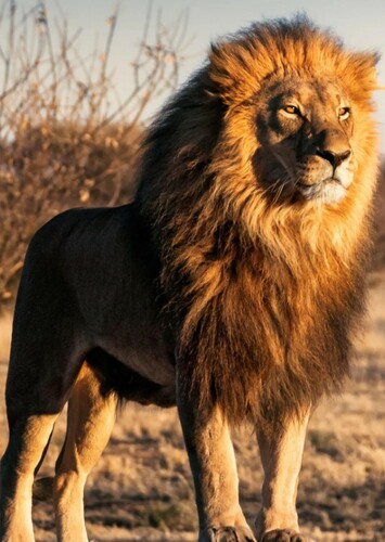 Lion