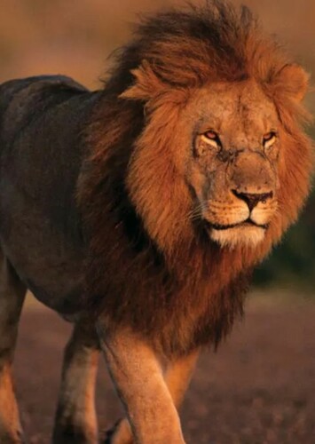 Lion