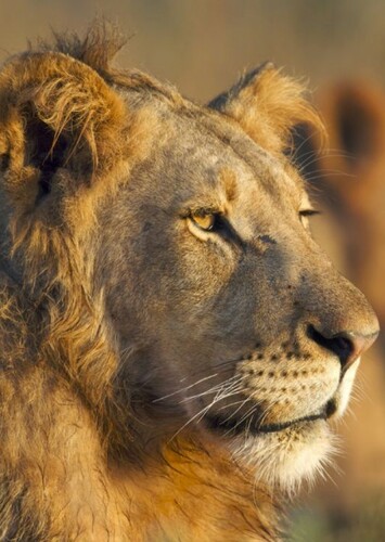 Lion