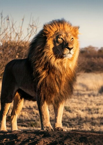 Lion