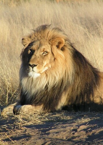 Lion