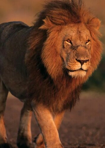 Lion