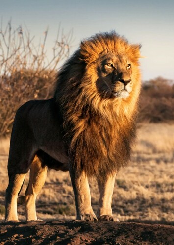Lion