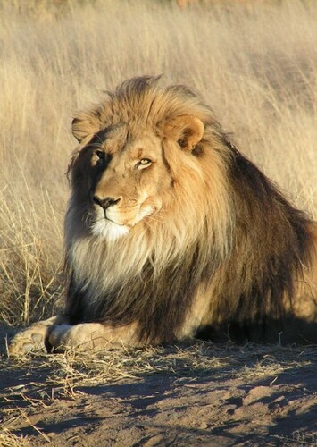 Lion