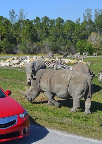 Lion Country Safari