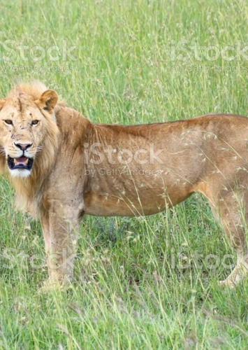 Lion II