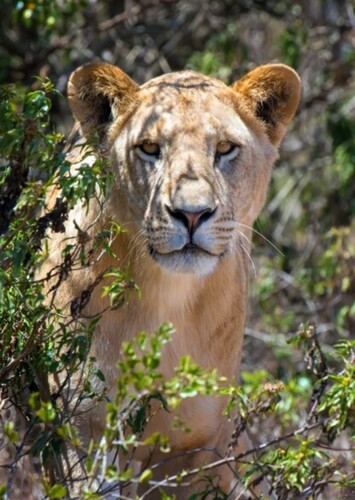 Lioness