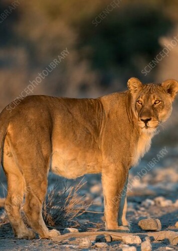 Lioness