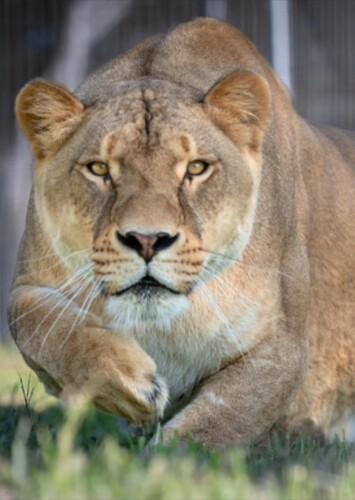 Lisa the African Lioness
