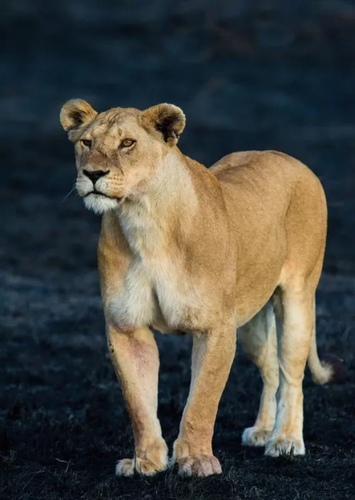Lisa the African Lioness