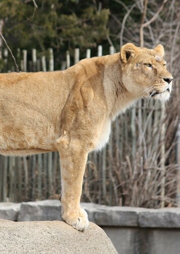 Lisa the African Lioness