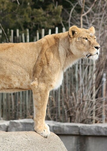 Lisa the African Lioness