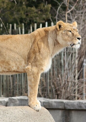 Lisa the African Lioness