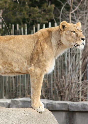 Lisa the African Lioness