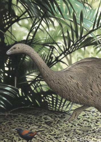 Little Bush Moa