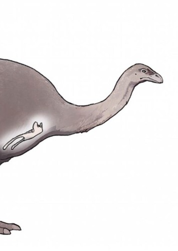 Little Bush Moa