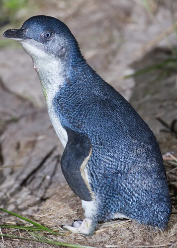 Little Penguin