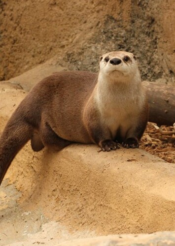 Little Rock Zoo