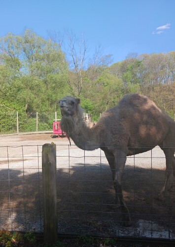 Living Treasures Wild Animal Park (Donegal)
