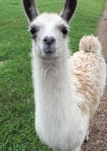 Llama