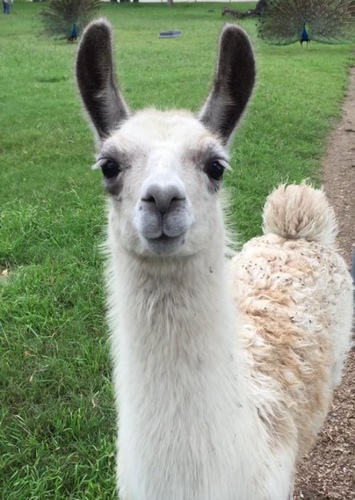 Llama