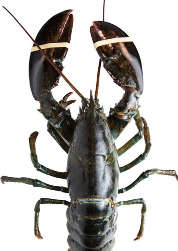 LOBSTER