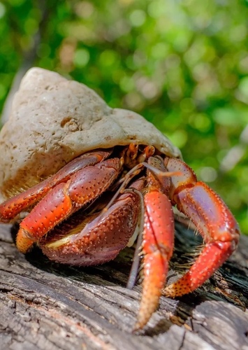 Local Land Crab