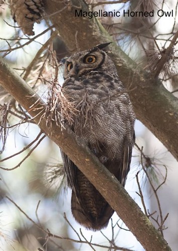 Longclaw