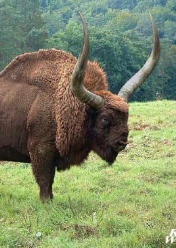 Longhorns