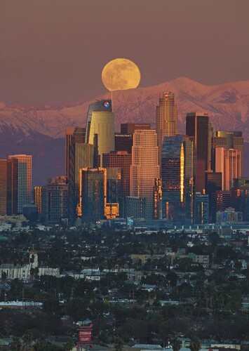 Los Angeles Ape  Colony