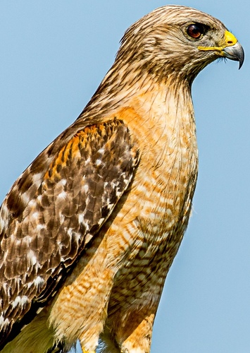 Louis the Hawk