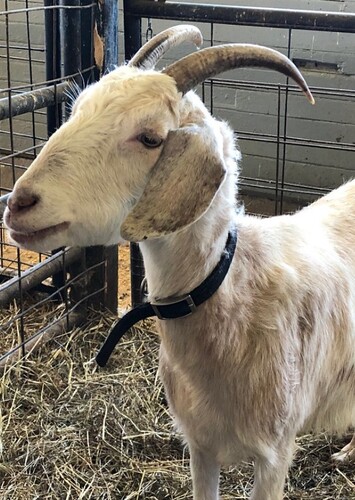 Louise The Mother Goat