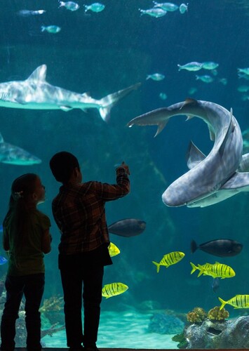 Loveland Living Planet Aquarium