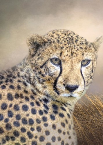 Luca The Cheetah