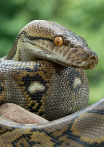 Lucky the Snake