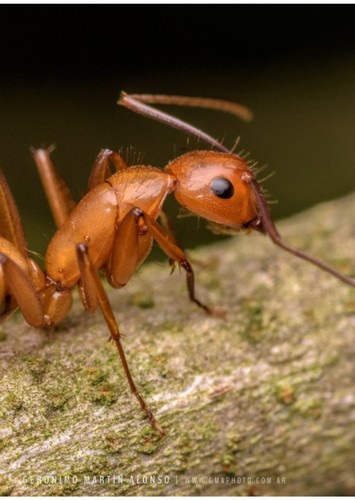 Lucy The Ant