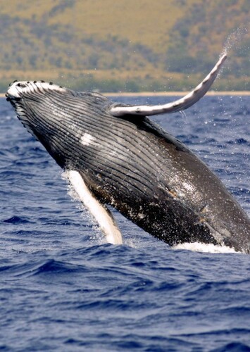 Lucy The Humpback Whale