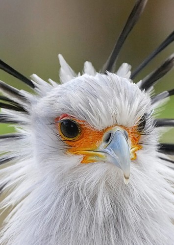 Luke The secretary bird