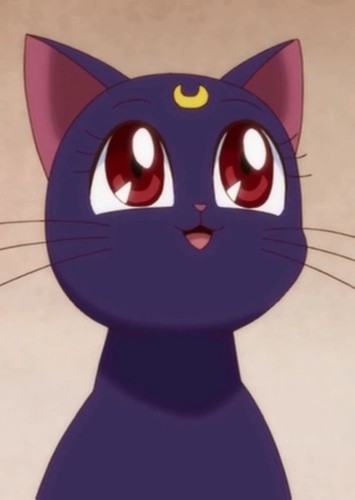 Luna The Cat