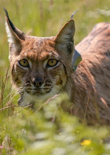 Lynx
