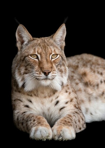 Lynx