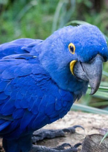 Macaw