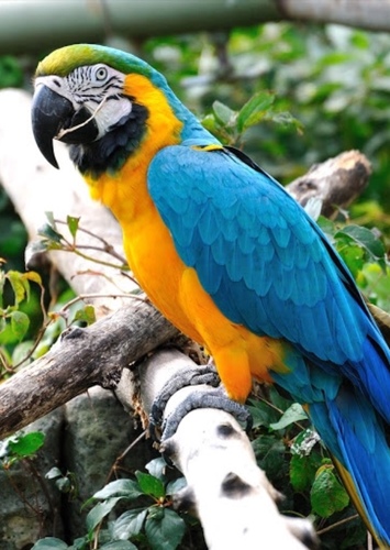 Macaw