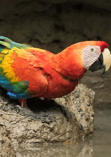 Macaw